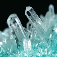 Discovery - Growing kit