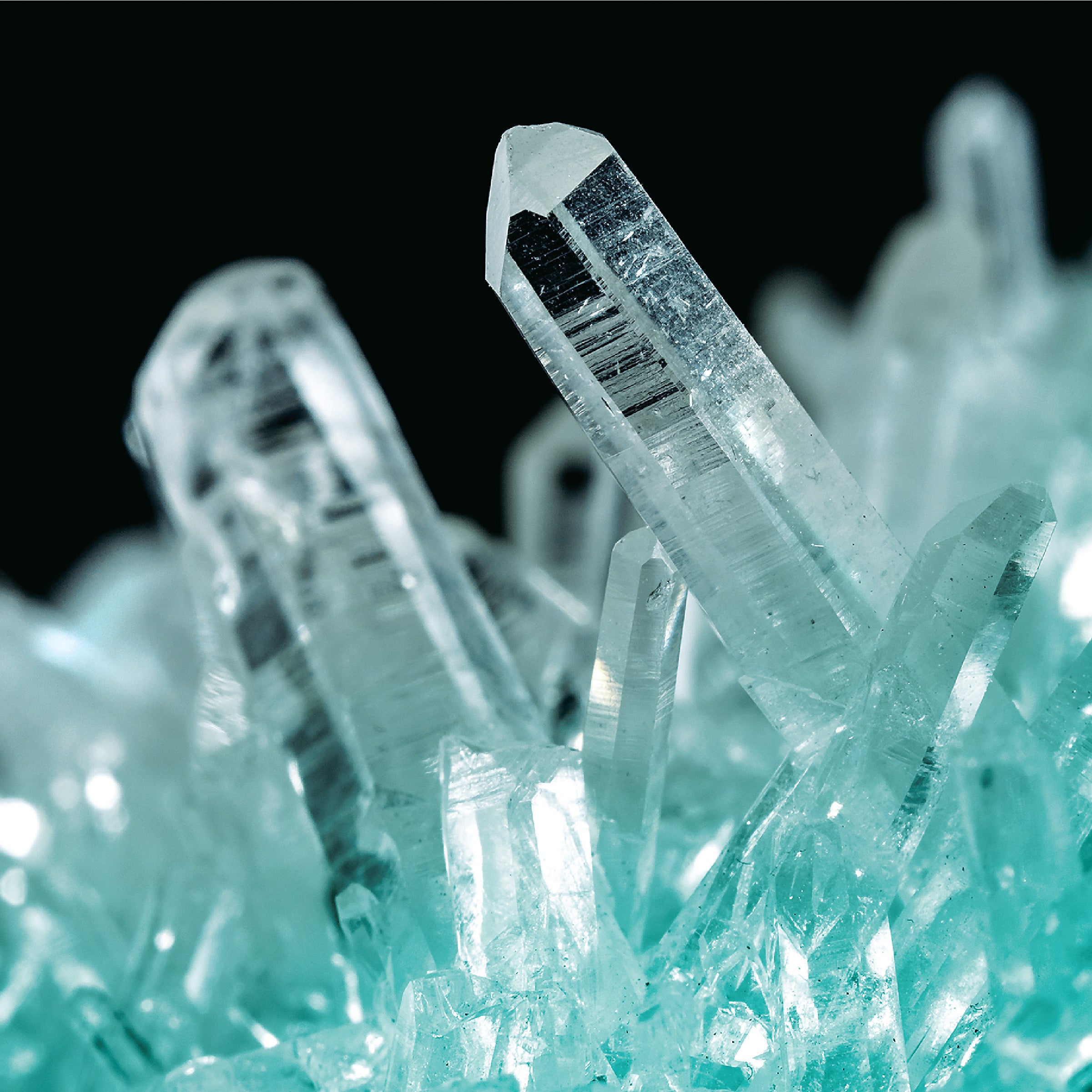 Discovery - Growing kit